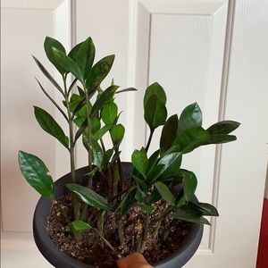 ZZ plant 5 bulbs / healthy stems